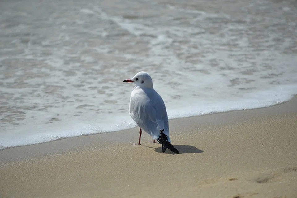 Blue bonds are debt instruments to finance marine conservation projects. But in blue bonds tied to debt swaps, only a small amount may go towards marine conservation.