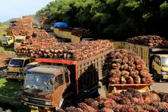 INDONESIA will allocate about 1 million tonnes of palm oil for export, prioritising companies that have been registered for the government's bulk cooking oil programme, a senior trade ministry official said on Friday (May 27).