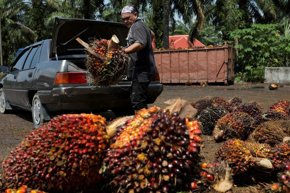 SGX-listed palm oil companies have booked positive total returns this year, despite weaker crude palm oil prices and lower average selling prices on a year-on-year basis. 