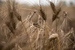 G-20 foreign ministers should insist Russia support UN efforts to reopen sea lanes blocked by Moscow’s war in Ukraine, a senior U.S. official said on Tuesday.