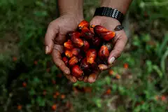 Indonesia's "unpredictable" palm oil export policies may help Malaysia emerge as the dominant supplier to India, the world's top buyer of the edible oil. 