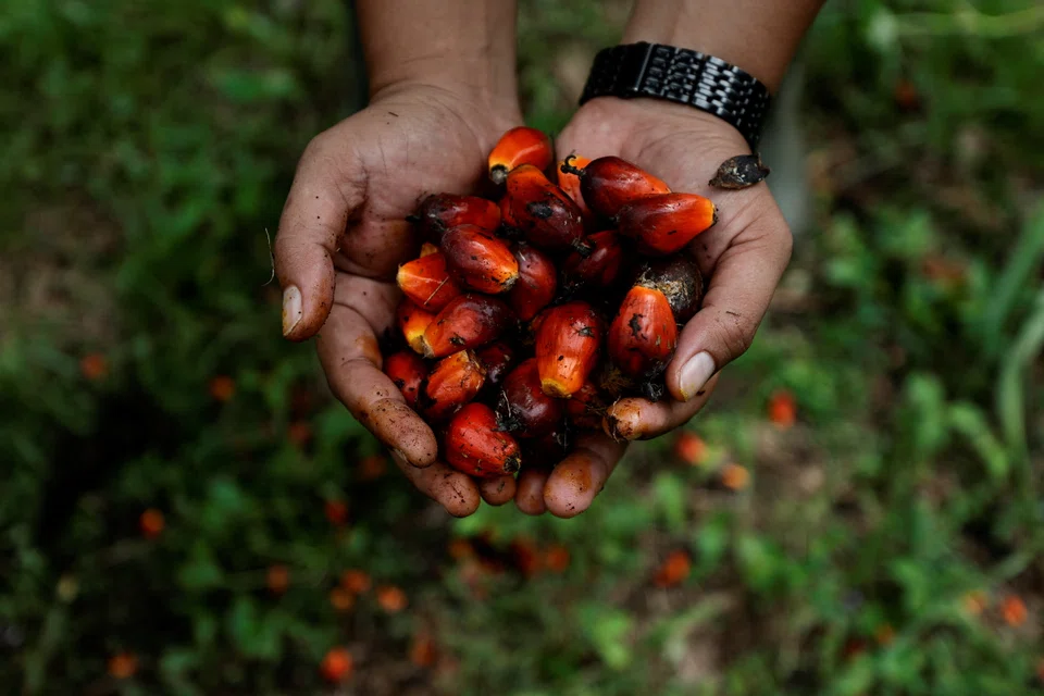 Bunches of fresh palm oil fruit from Indonesia's Riau province.  Uncertainty over sunflower oil supplies due to Russia’s invasion of Ukraine has spurred demand for rivals palm and soy oil as importers seek alternatives, fuelling a red-hot vegetable oil market.