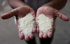 India’s rice output is expected to drop this fiscal year for the first time in eight years, raising the prospect of New Delhi extending curbs on exports of the grain to control food prices in the lead-up to elections.