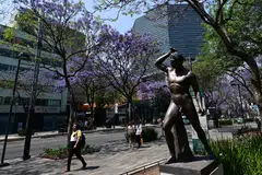 Alameda Central park in Mexico City, on Mar 25, 2023; admiring jacarandas blossoms has become an annual event in Mexico City since Japanese immigrant Tatsugoro Matsumoto planted the trees in the capital’s main avenues in the 1920s.