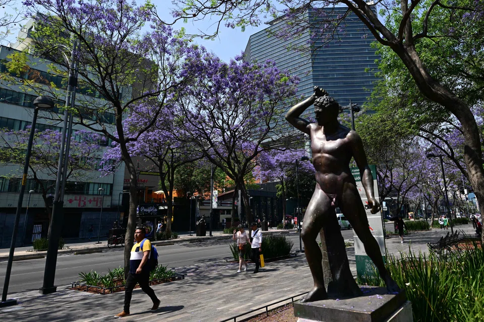 Alameda Central park in Mexico City, on Mar 25, 2023; admiring jacarandas blossoms has become an annual event in Mexico City since Japanese immigrant Tatsugoro Matsumoto planted the trees in the capital’s main avenues in the 1920s.