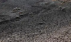 Sheep graze on the Guadiana's dry riverbed as part of the river dried up and gave way to dry land in Villarta de los Montes, in the central-western Spanish region of Extremadura, Aug 16, 2022. Extreme weather events have cost some 195,000 lives and nearly 560 billion euros in Europe since 1980.