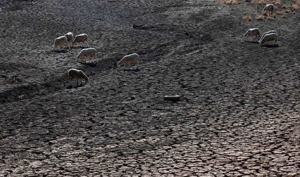 Sheep graze on the Guadiana's dry riverbed as part of the river dried up and gave way to dry land in Villarta de los Montes, in the central-western Spanish region of Extremadura, Aug 16, 2022. Extreme weather events have cost some 195,000 lives and nearly 560 billion euros in Europe since 1980.