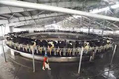 AustAsia is the China-focused milk business of Japfa. 