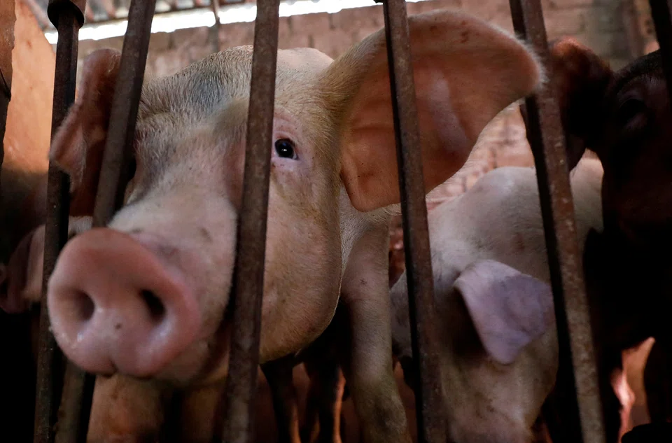 VIETNAM said on Wednesday (Jun 1) it had successfully developed a vaccine to administer to pigs to fight African swine fever, with the aim of becoming the first country to commercially produce and export it.