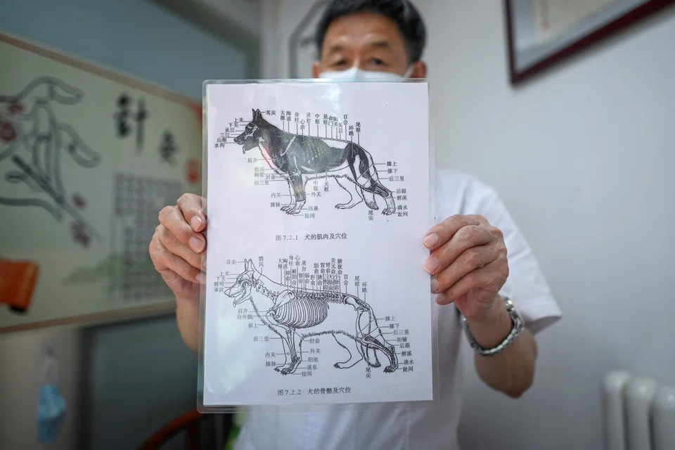 Animal acupuncture is centuries old in China, says veterinarian Li Wen, who founded his practice in 2016.