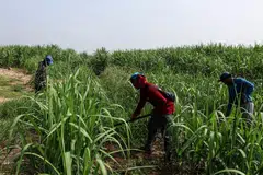 Thailand’s lead industry association said last month that exports will drop to 6 million tons next year from 8 million tons this year, as drought is seen cutting output by almost a fifth.