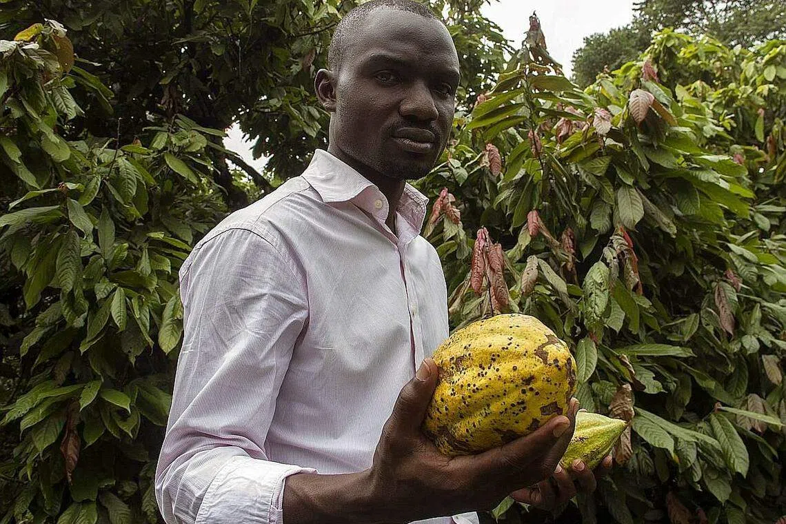 Uganda moves into the world of chocolate