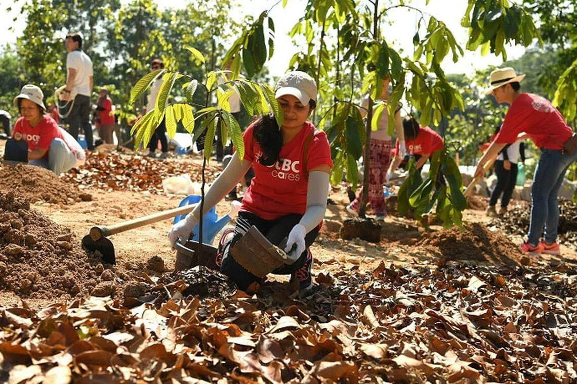 The launch of the OCBC Arboretum at the Singapore Botanic Gardens involved the planting of 160 Dipterocarps trees by 180 OCBC and Bank of Singapore staff and their family members.