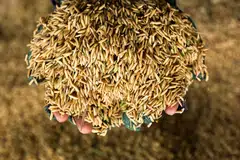 Malaysia imports about 38 per cent of its rice needs and is among several countries affected by export restrictions imposed by producers such as India.