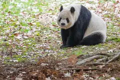 Giant panda Tian Tian rests in its enclosure at the Smithsonian’s National Zoo in Washington, on the pants final day of viewing before returning to China. 