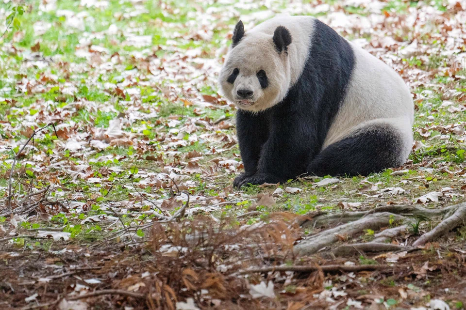 Giant panda Tian Tian rests in its enclosure at the Smithsonian’s National Zoo in Washington, on the pants final day of viewing before returning to China. 