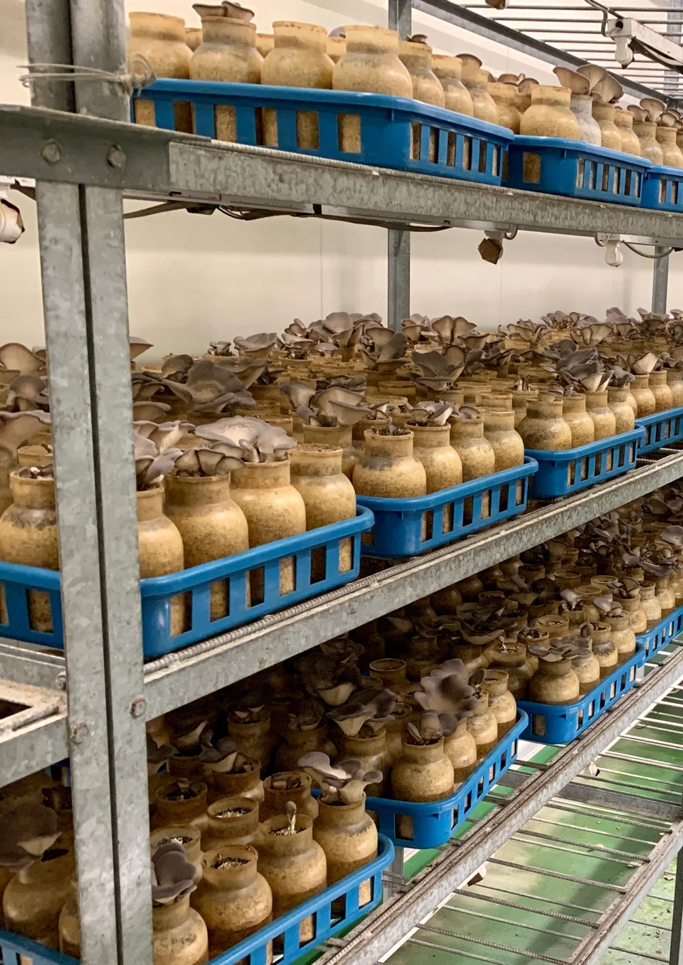Mushroom farming in Okinawa.
