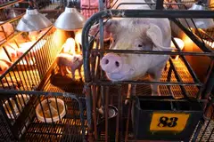 The Agriculture, Fisheries and Conservation Department (AFCD) says it plans to cull around 1,900 pigs from one herd on Nov 25 after the virus was discovered at a local pig farm.