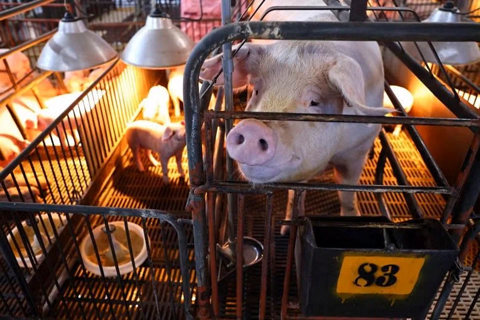 The Agriculture, Fisheries and Conservation Department (AFCD) says it plans to cull around 1,900 pigs from one herd on Nov 25 after the virus was discovered at a local pig farm.