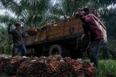 Investors should remember that Malaysia listed palm oil players report quarterly, and their financial
numbers for the 3­ months to Jun 30 could show that the favourable supply and demand dynamics that have
propped up CPO prices are now waning.