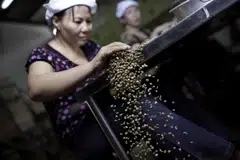 This crop year's robusta beans are at “good levels” of quality and quantity, says one trader in Vietnam's so-called coffee belt.