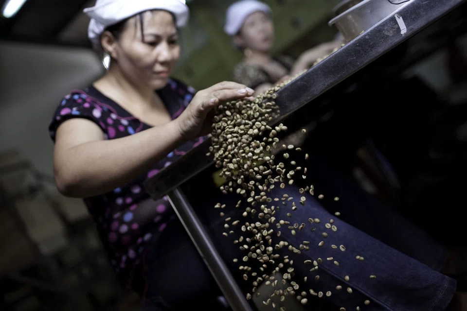 This crop year's robusta beans are at “good levels” of quality and quantity, says one trader in Vietnam's so-called coffee belt.