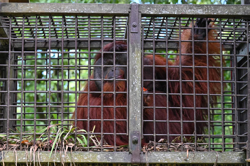At an orangutan sanctuary home to around 120 apes on land marked for Nusantara’s future expansion, illegal encroachments have intensified since the capital’s location was announced.