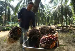 INDONESIA cancelled a plan to send its citizens to work in palm oil plantations in neighbouring Malaysia, which has faced a labour shortage, its envoy to Kuala Lumpur said on Tuesday (May 31).