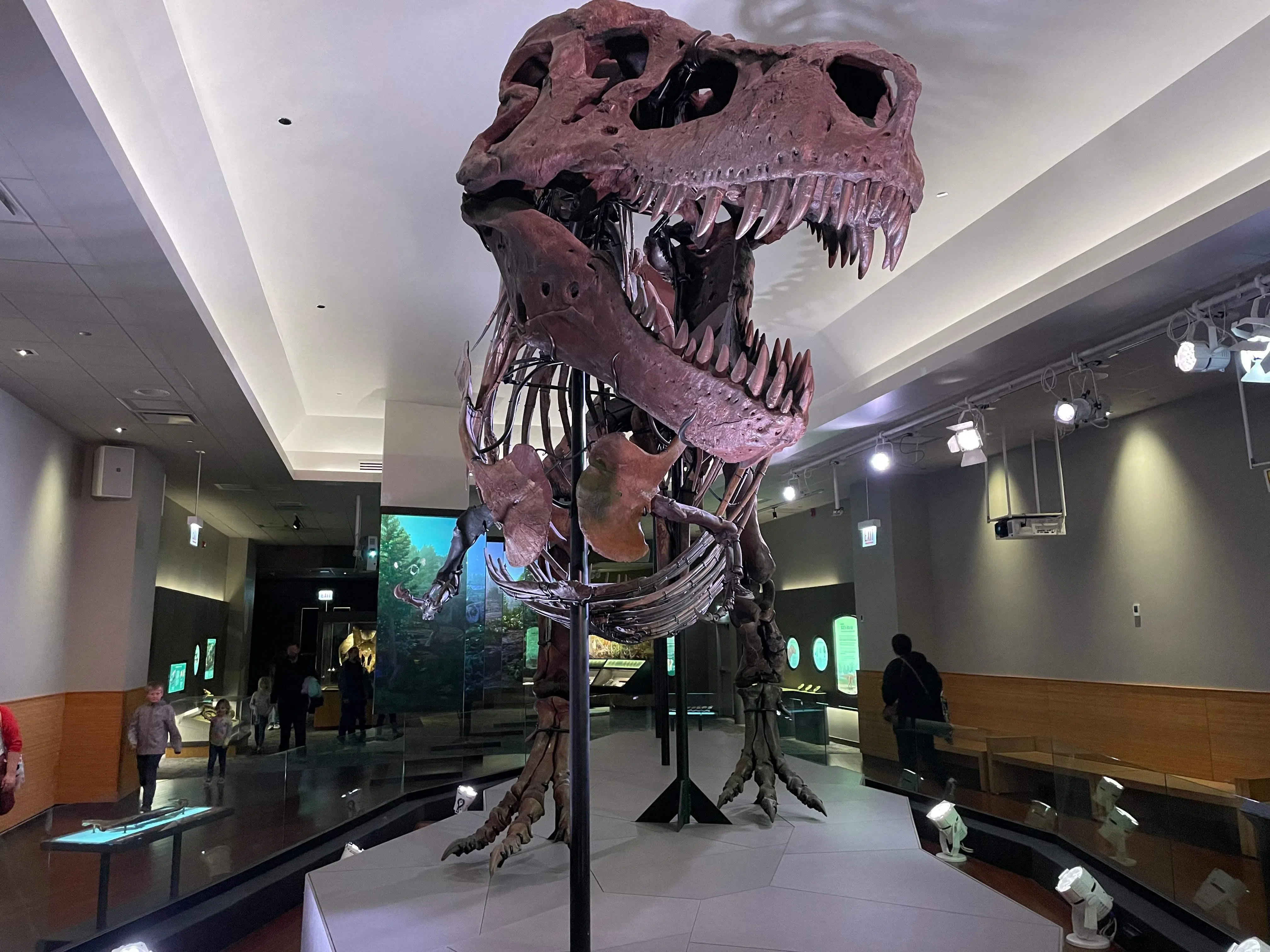Trexkintai50045565