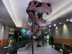 Scientific and popular culture depictions of Tyrannosaurus and other meat-eating dinosaurs - think of the T rex in the 1993 movie Jurassic Park - often have shown their teeth as exposed like those of crocodiles