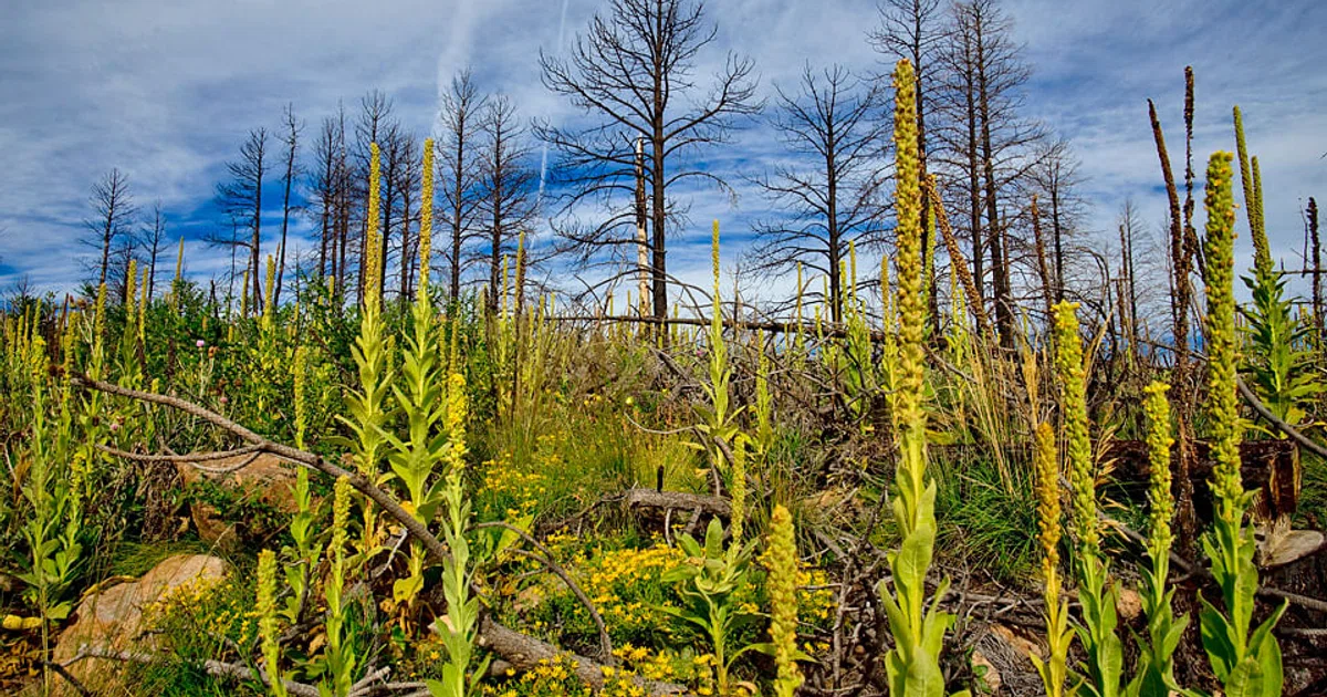 Widespread tree die-offs feared - The Business Times