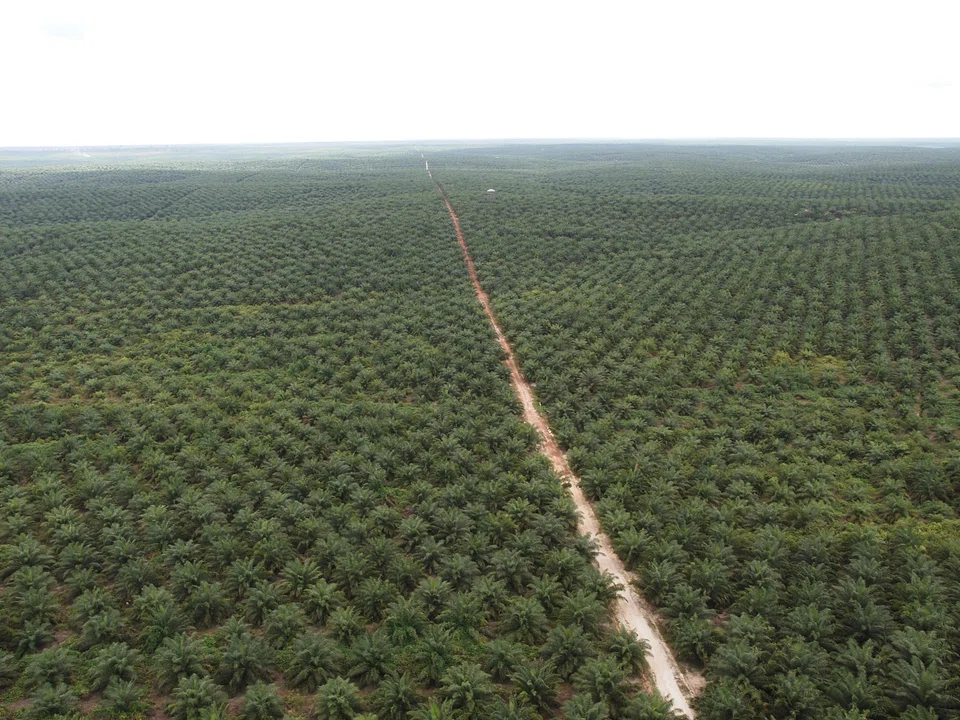 The group says the sales volume of its palm products had increased during the period, resulting in a rise in revenue. 