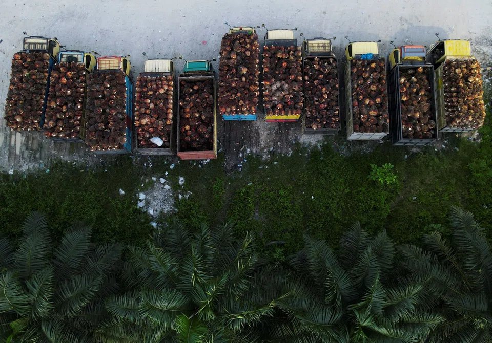 Trucks with palm oil fresh fruit bunches are parked in a queue at a palm oil factory in Siak regency, Riau province, Indonesia.