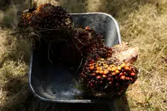 The outlook for Malaysia’s plantation sector is expected to remain resilient in the fourth quarter, says FGV, the world’s largest crude palm oil producer.