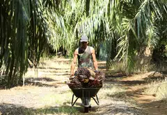 Migrant workers make up more than 75 per cent of the workforce in plantation estates and staff shortages have throttled palm oil production in Malaysia amid a global edible oil shortage.