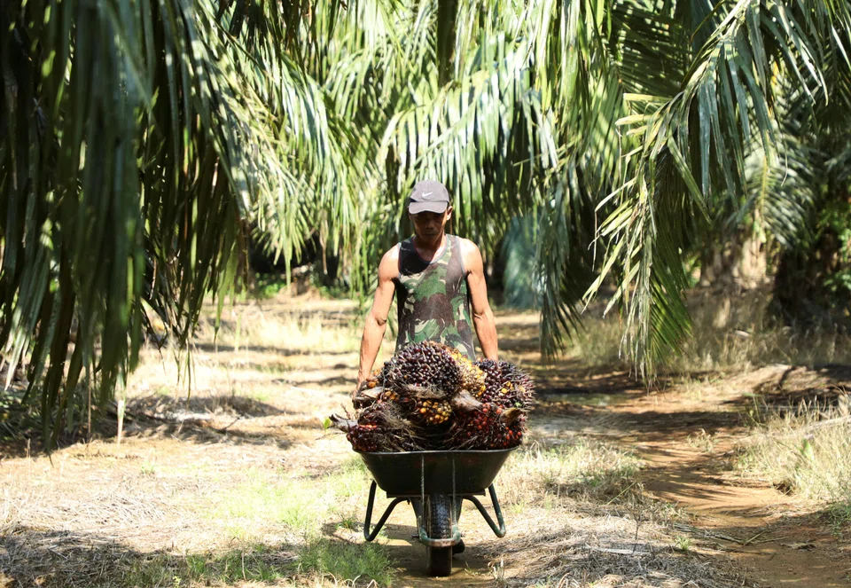 Migrant workers make up more than 75 per cent of the workforce in plantation estates and staff shortages have throttled palm oil production in Malaysia amid a global edible oil shortage.