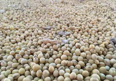 China buys more than 60 per cent of the world’s traded soybeans, well over 90 million tonnes a year, largely from the US and Brazil.