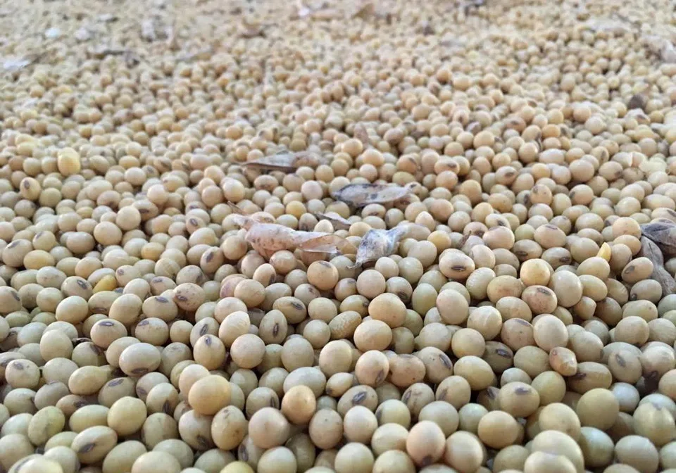 China buys more than 60 per cent of the world’s traded soybeans, well over 90 million tonnes a year, largely from the US and Brazil.