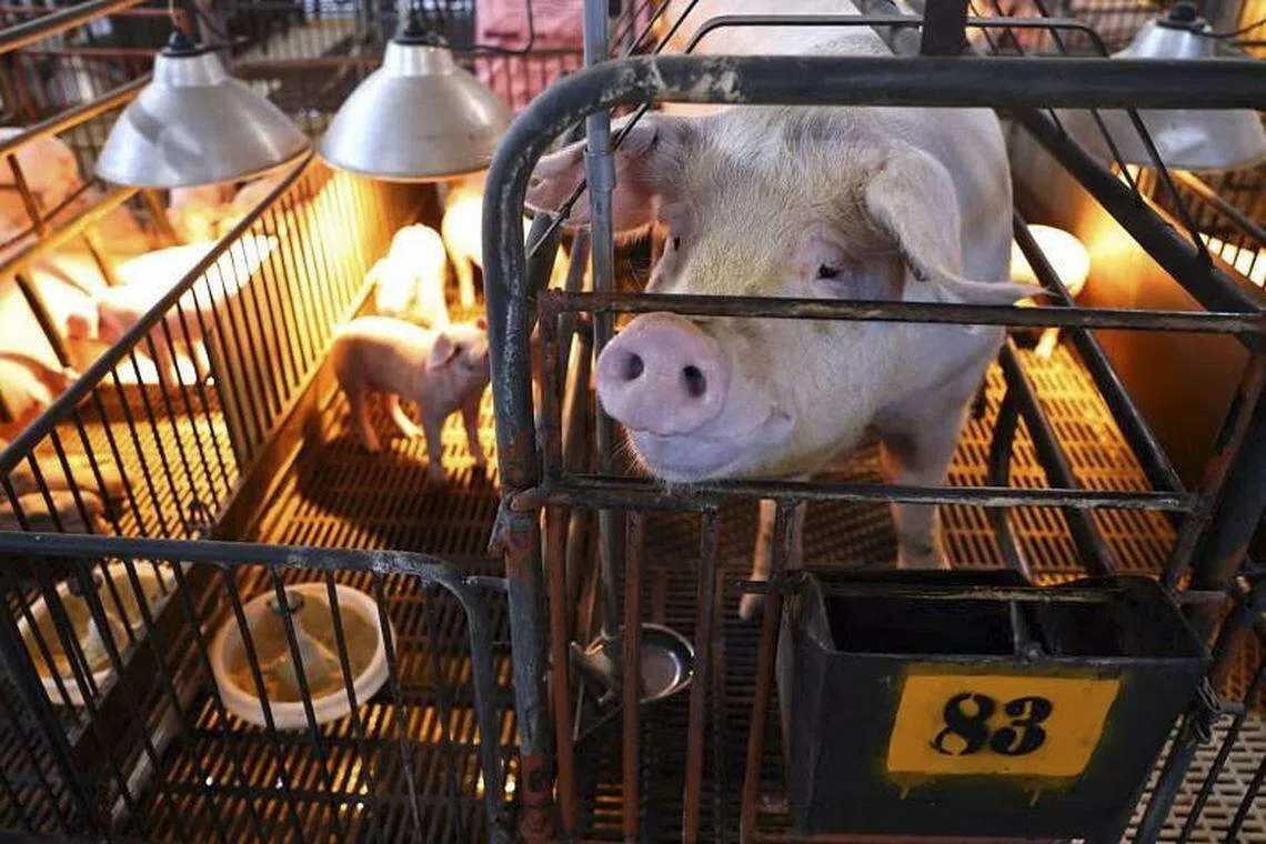 The Agriculture, Fisheries and Conservation Department (AFCD) says it plans to cull around 1,900 pigs from one herd on Nov 25 after the virus was discovered at a local pig farm.