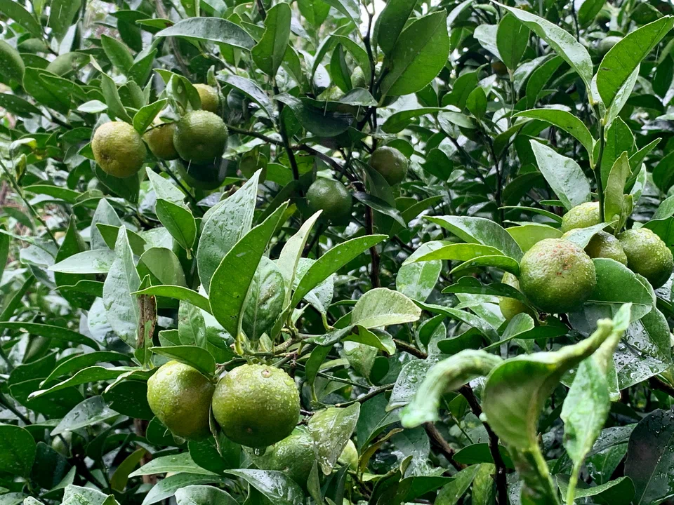 Shikuwasa limes grow abundantly on the islands.