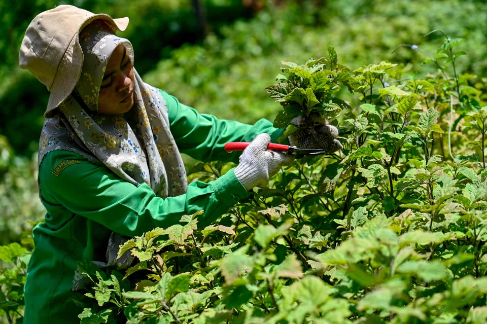A student helps farmers to harvest patchouli plants at a patchouli oil refinery in Lhoong, Aceh province on Sep 10, 2022. Indonesia's exports rose 30.15 per cent on a yearly basis in August to US$27.91 billion.