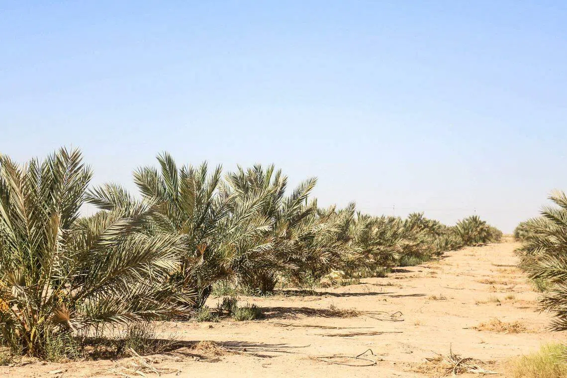 A palm field near Iraq's central city of Karbala; Iraq’s prized trees are central to a push aimed to preserve a long-threatened ancestral culture, whose fruit historically presented prosperity across the Arab world.