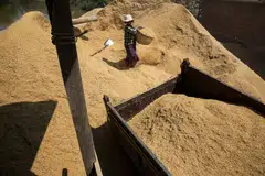 The outlook for higher exports is also against a backdrop of a lower domestic crop. 