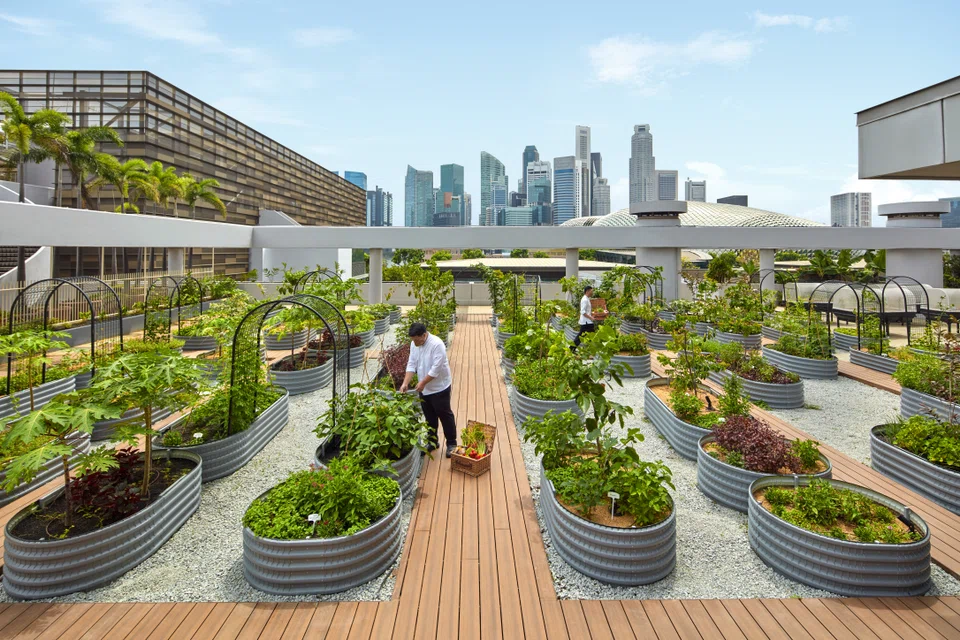Parkroyal Collection Marina Bay offers sustainability tours through its Urban Farm, which showcases more than 60 varieties of plants that guests can enjoy in the hotel’s restaurants and bar.