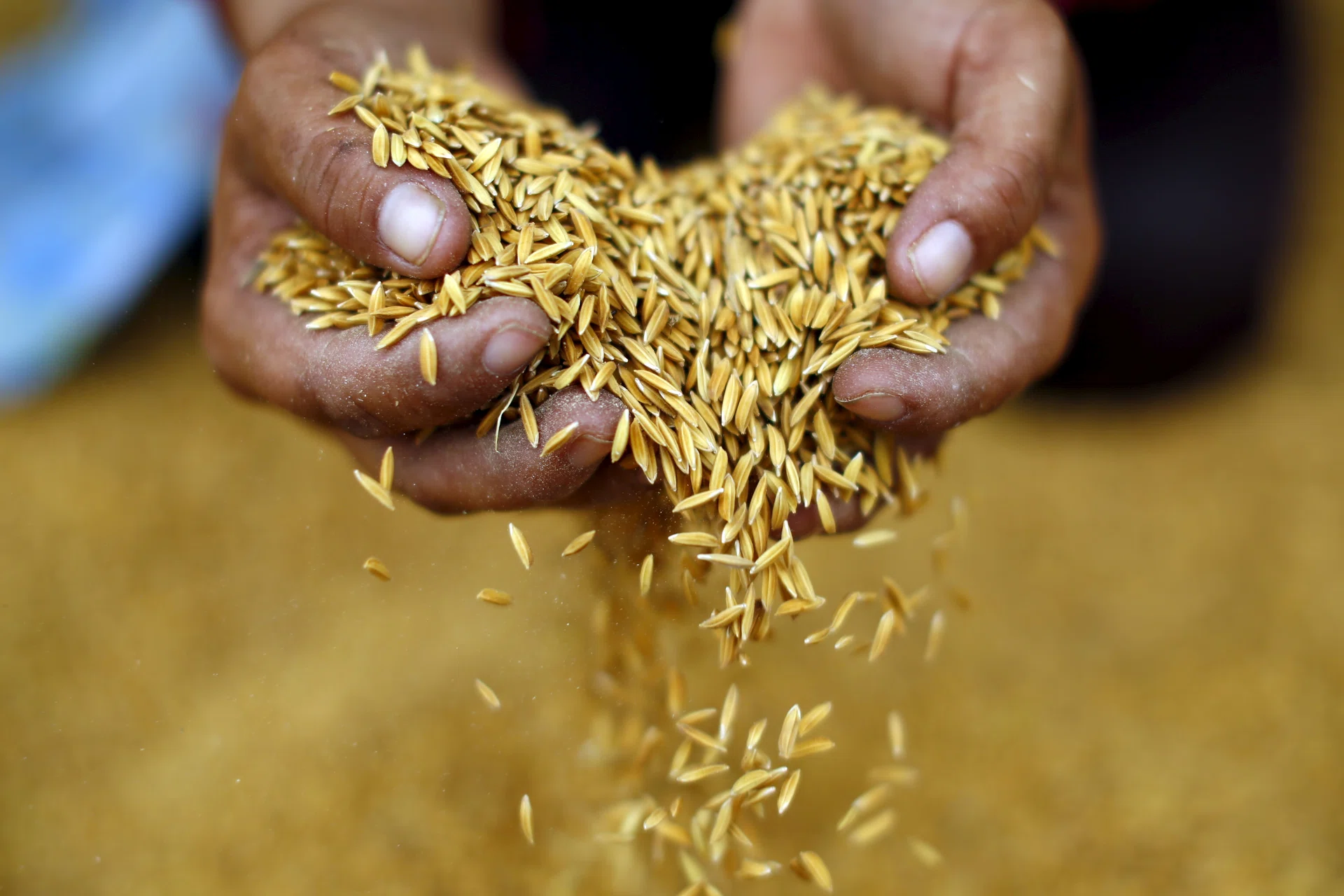 Rice prices scale fresh 15-year high as supply risks linger - The ...