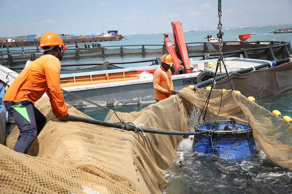 Bold solutions needed for Singapore to be more selfsufficient in food