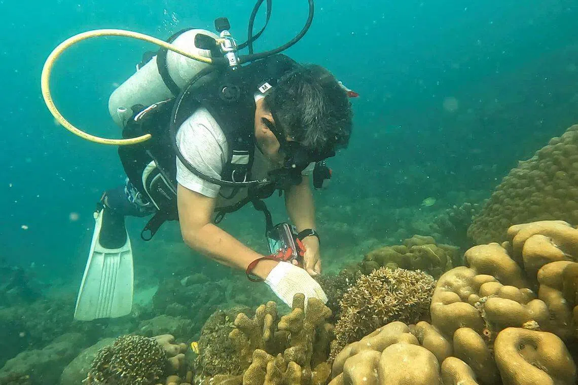 Indonesia’s roughly 5 million hectares of coral reefs account for a fifth of the world’s total, according to Greenpeace.