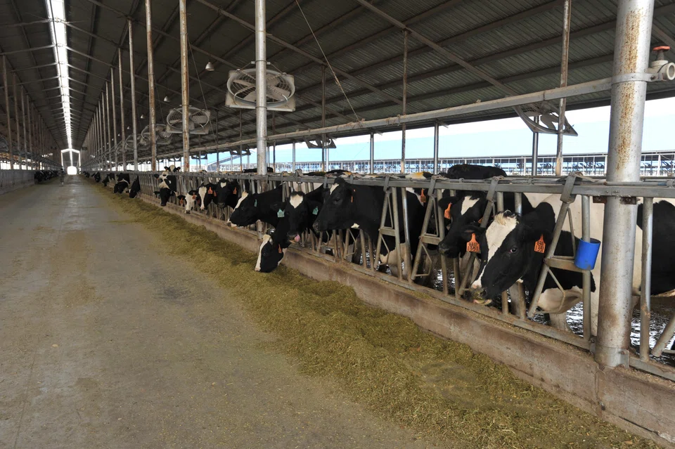 The new target price is based on eight times FY2024 price-to-earnings ratio, against Japfa’s remaining animal protein businesses after the disposal. 