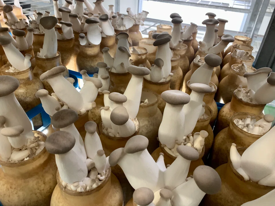 Eryngii or kimg trumpet mushrooms are meaty and healthy.