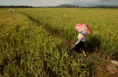 Drought has delayed Indonesia’s planting for the 2024 harvest, after the country’s output this year dropped to 30.9 million tonnes from 31.53 million tonnes a year ago.